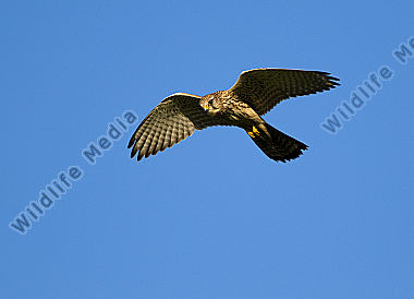 Turmfalke