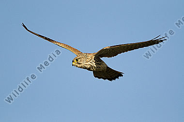 Turmfalke