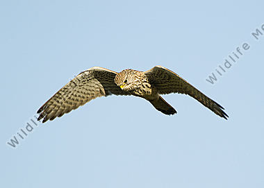 Turmfalke