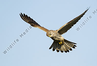Turmfalke