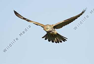 Turmfalke