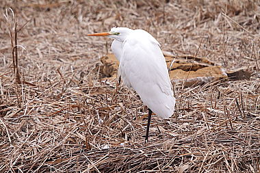 Silberreiher