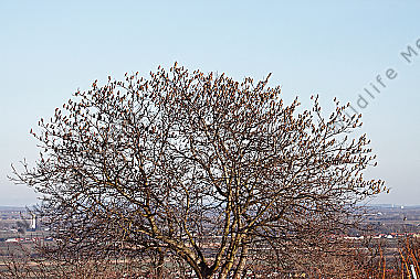 Seidenschwanz