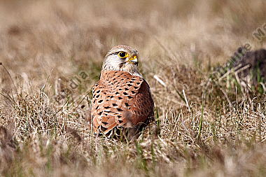 Turmfalke