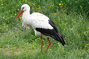 Weißstorch