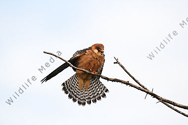 Rotfußfalke