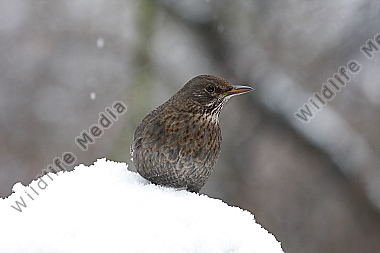Amsel