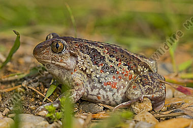 Knoblauchkröte