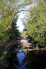 Auwald
