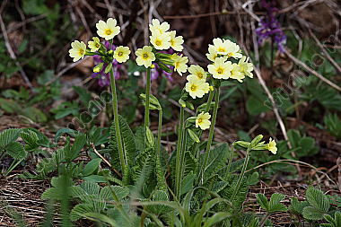 Waldschlüsselblume