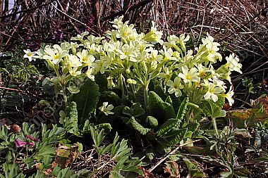 Waldschlüsselblume