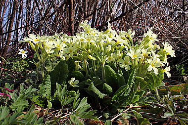 Waldschlüsselblume