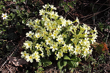 Waldschlüsselblume