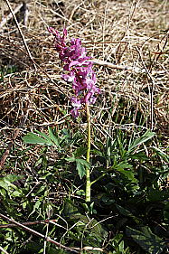 Hohler Lerchensporn