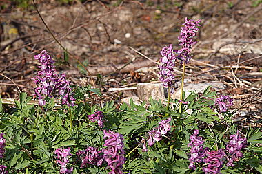 Hohler Lerchensporn