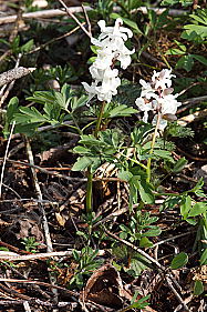 Hohler Lerchensporn