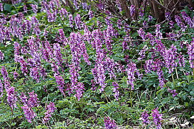 Hohler Lerchensporn