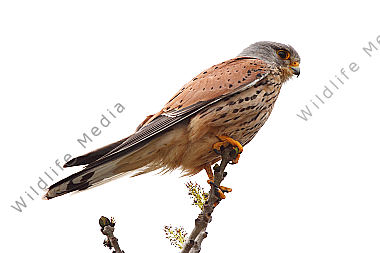 Turmfalke