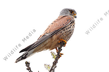 Turmfalke