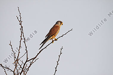 Turmfalke