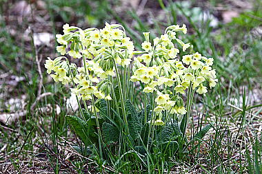 Wald Schlüsselblume