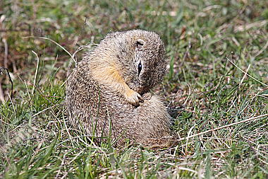 Ziesel