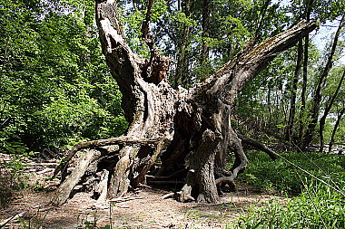 Wurzelstock