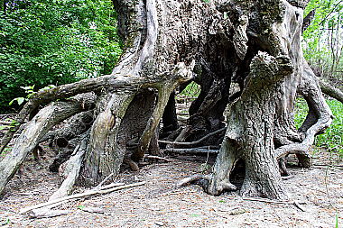 Wurzelstock