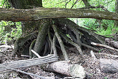 Wurzelstock