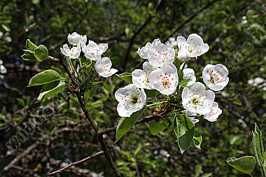 Birnbaumblüte