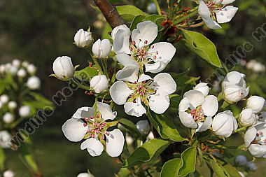 Birnbaumblüte