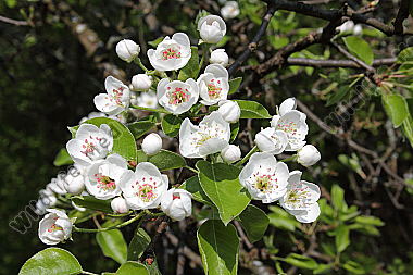 Birnbaumblüte