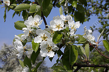 Birnbaumblüte