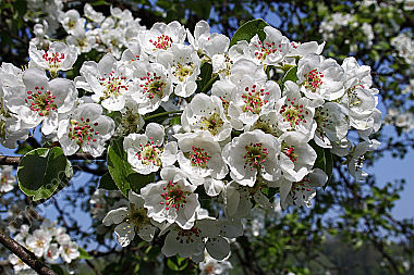 Birnbaumblüte