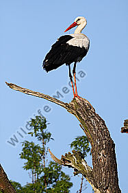 Weißstorch