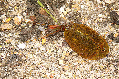 Lepidurus apus