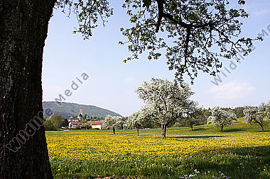 Pielachtaler Obstbaumblüte