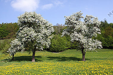 Pielachtaler Obstbaumblüte