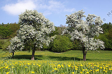 Pielachtaler Obstbaumblüte