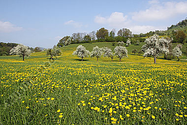 Pielachtaler Obstbaumblüte