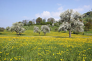 Pielachtaler Obstbaumblüte