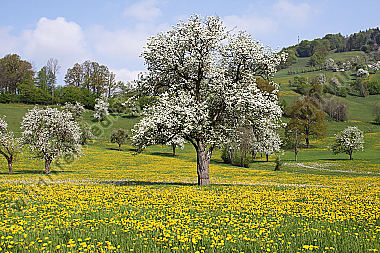 Pielachtaler Obstbaumblüte