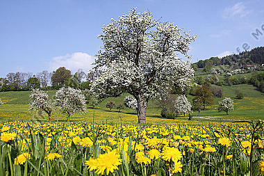 Pielachtaler Obstbaumblüte