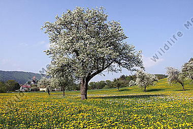 Pielachtaler Obstbaumblüte