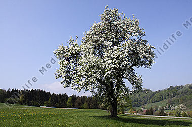 Pielachtaler Obstbaumblüte