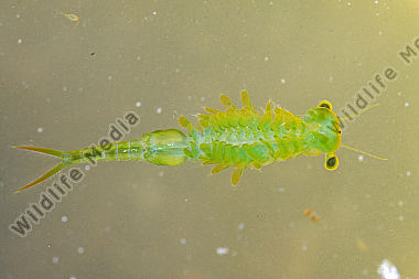 Chirocephalus shadini