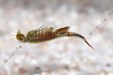 Chirocephalus shadini