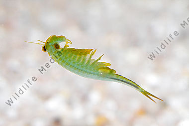 Chirocephalus shadini