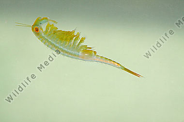 Chirocephalus shadini