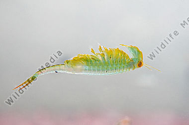 Chirocephalus shadini